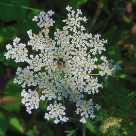 Marchew zwyczajna (Daucus carota)