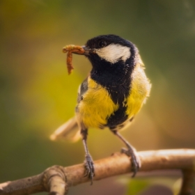 Parus major