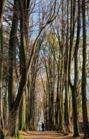 Stare drzewa mogyby wiele powiedzie ...