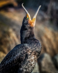 Ziewaj�cy kormoran