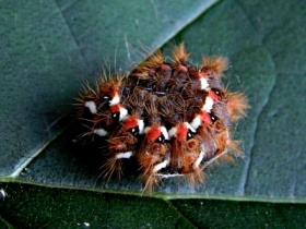 zdjcie miesica