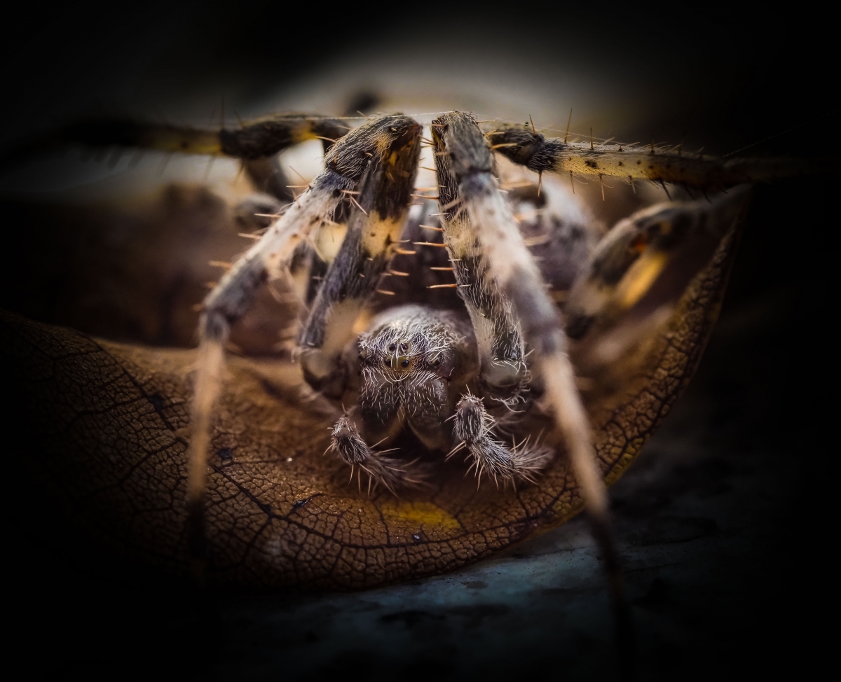 Araneus diadematus