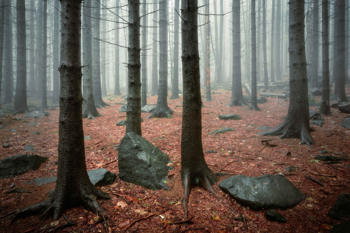 Majestatyczny las we mgle