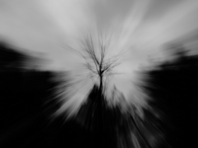 Dendrofobia
