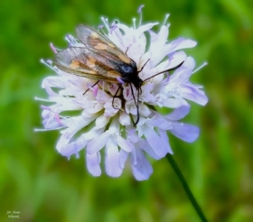 Kranik wiele imion ma