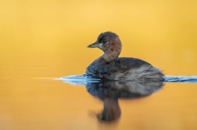 Perkozek (Tachybaptus ruficollis)