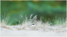 Polska Fauna