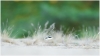 Polska Fauna
