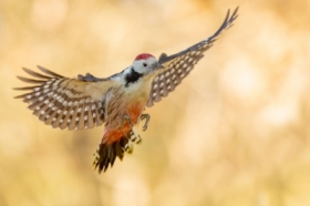 zdj�cie miesi�ca