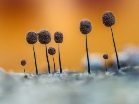 Czuprynka czarna (Comatricha nigra).