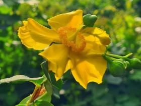 Kolory lata