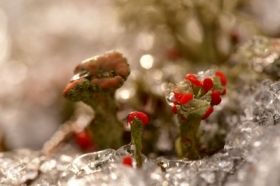 Zim� na&nbsp;le�nej polanie