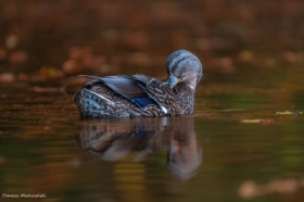 Na tropie jesieni ...4