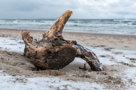 zdj�cie miesi�ca