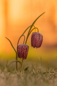 szachownica kostkowata (Fritillaria meleagris L.)