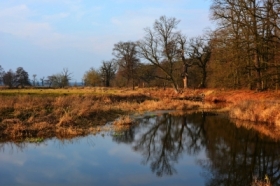 Rogali�skie d�by