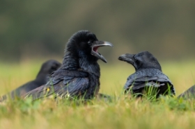 poranna k��tnia - kruki