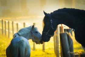 Ma�y i&nbsp;Du�y.