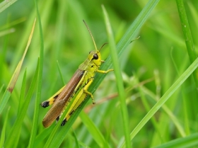 zdjcie miesica