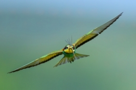 ona, European Bee-eater (Merops apiaster) ... 2025r
