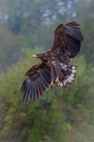 Bielik (Haliaeetus albicilla)