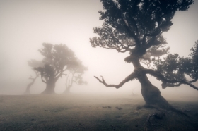 Ent