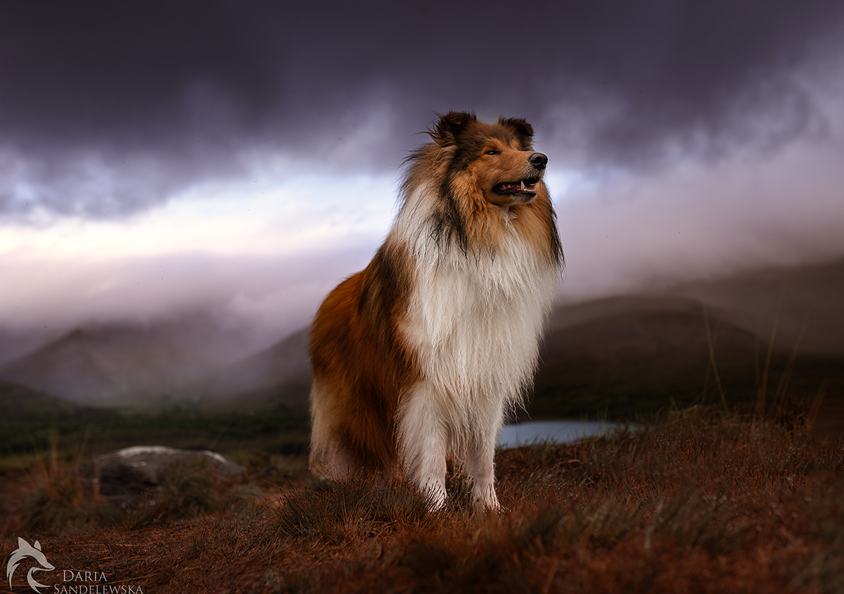 Owczarek szkocki collie w Killarney Irlandia