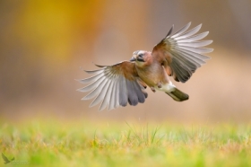 S�jka, Eurasian Jay (Garrulus glandarius) ...
