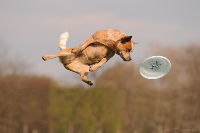 Crazy flying Dog Madinka
