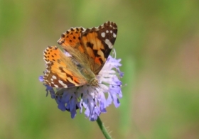 Rusa�ka osetnik