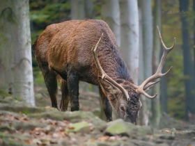 Jele szlachetny (Cervus elaphus)