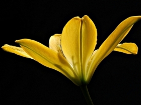 lilia azjatycka Rapid Yellow