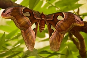 Pawica atlas