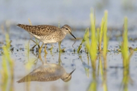 Pierwsze �niadanie