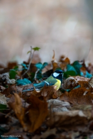 Naziemni poszukiwacze.
