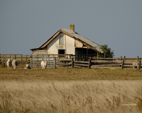 Na wgierskiej Puszcie