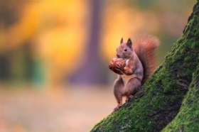 Wiewi�rka pospolita