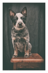 Australian Cattle Dog