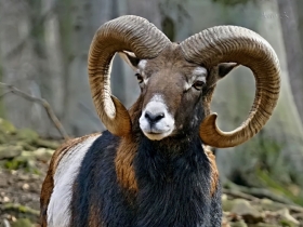 Muflon rdziemnomorski (Ovis aries musimon)