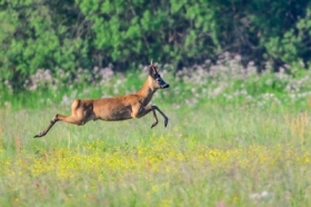 Hop... (kozio�ek sarny).