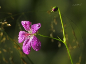 Bodziszek botny (Geranium palustre)