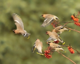 Jemio�uszki w&nbsp;akcji