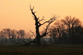 Rogali�skie d�by