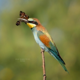 �o�na z��upem