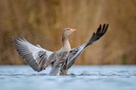 G�gawa (Anser anser)