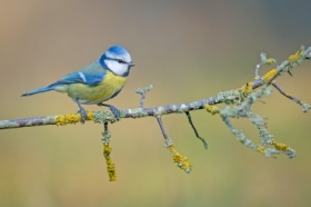 Sikora modra (Cyanistes caeruleus)