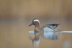 Cyranka (Spatula querquedula)