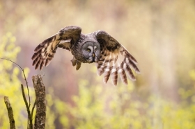 Puszczyk mszarny w locie