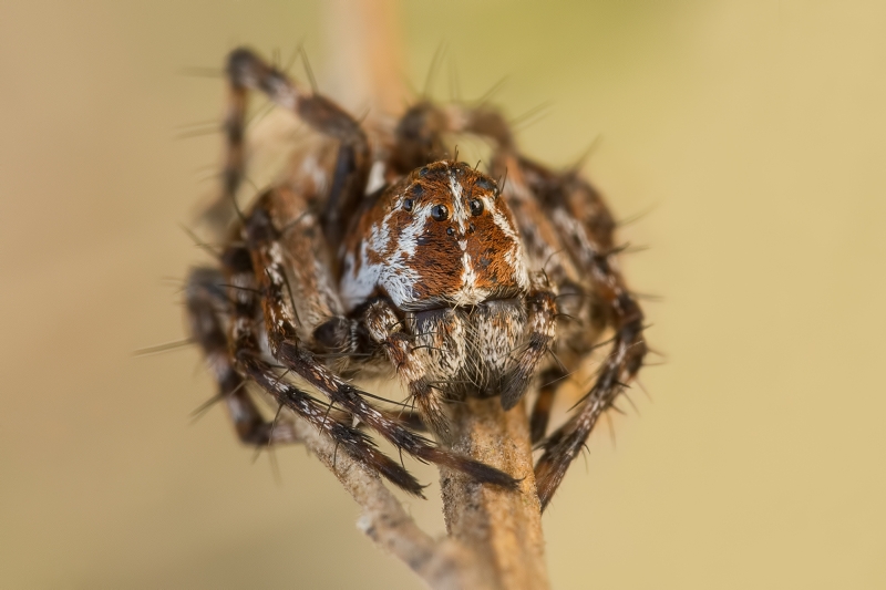 Oxyopes Ramosus