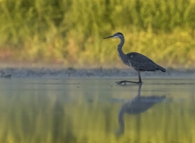 Czapla siwa